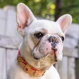 Blonde Leather Dog Collar - Neon Pink