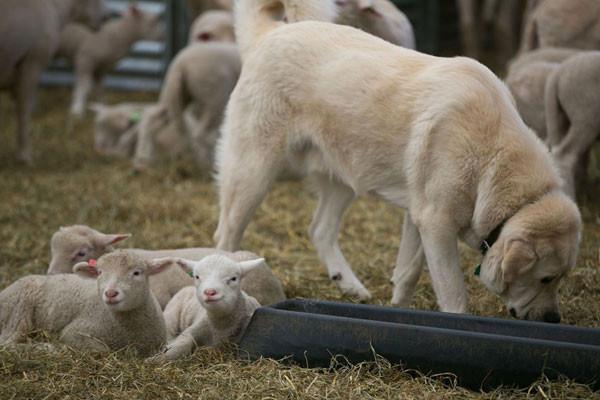 Stone Barns Sheep Shearing Fest