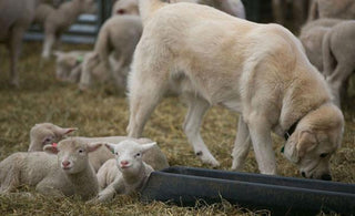 Stone Barns Sheep Shearing Fest