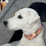 Blonde Leather Dog Collar -Petal Pink
