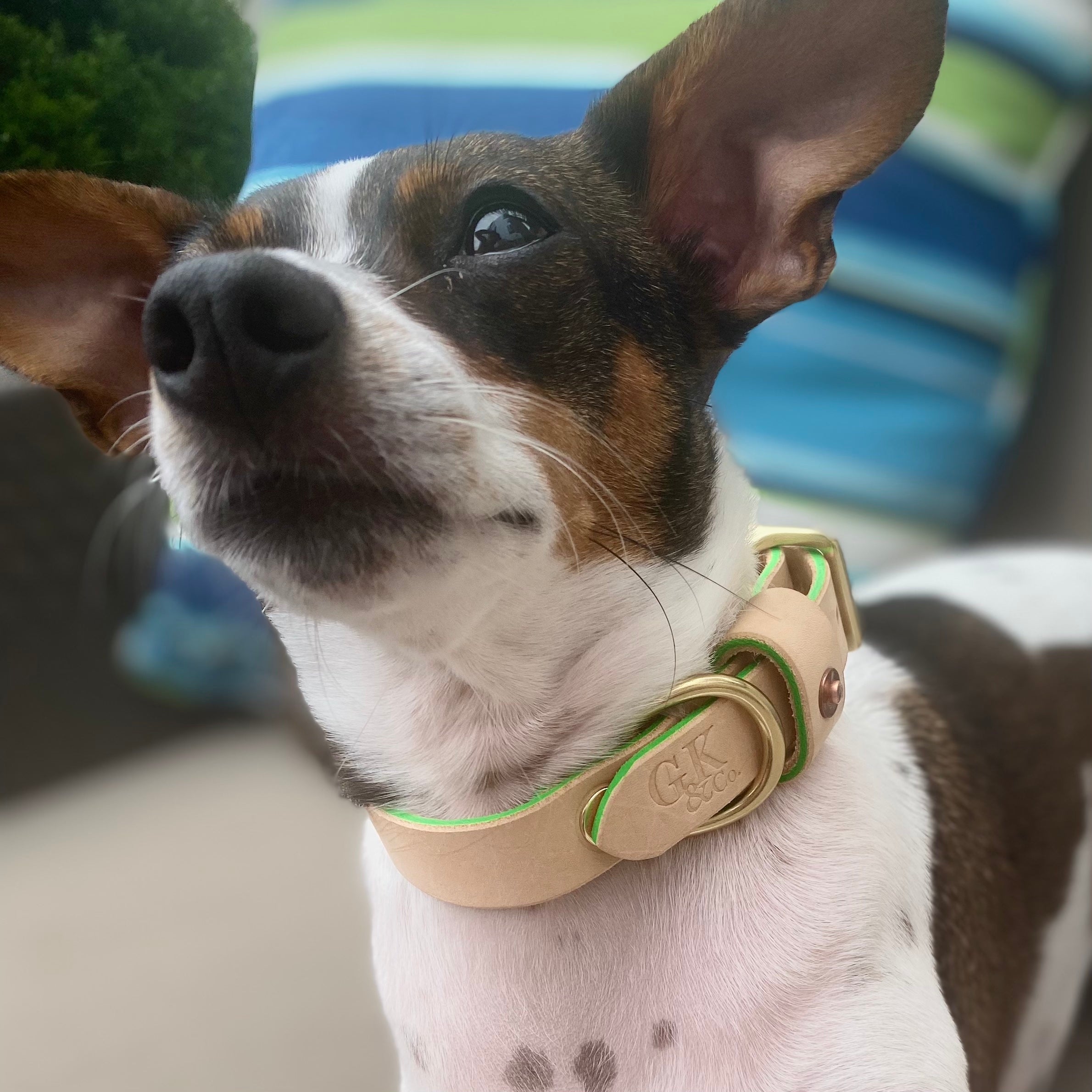 Blonde Leather Dog Collar - Neon Green